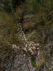 Erica glomiflora