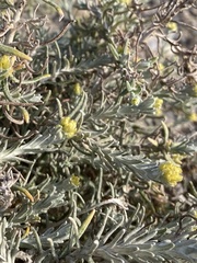 Helichrysum stoechas