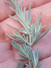 Lavandula stoechas