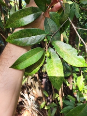 Licaria parvifolia