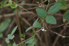 Desmodium scorpiurus