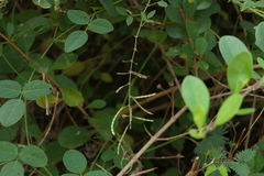 Desmodium scorpiurus