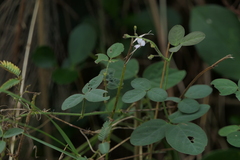 Desmodium scorpiurus
