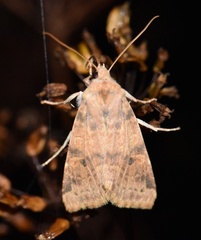 Xanthia ocellaris