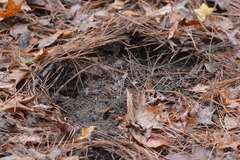 Dasypus novemcinctus
