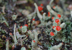 Cladonia floerkeana