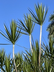 Dracaena reflexa angustifolia