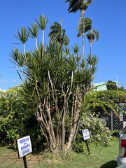 Dracaena reflexa angustifolia