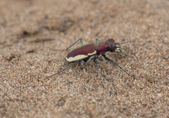 Cicindela lacteola