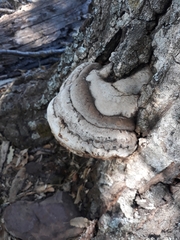 Fomes fomentarius