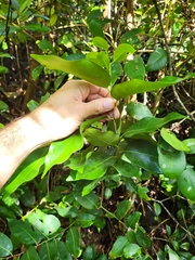 Nectandra coriacea