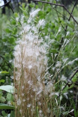 Andropogon leucostachyus