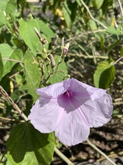 Ipomoea carnea
