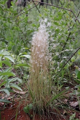 Andropogon leucostachyus
