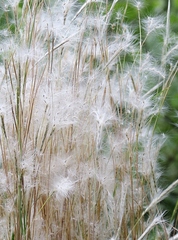 Andropogon leucostachyus
