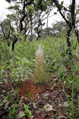 Andropogon leucostachyus