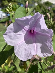 Ipomoea carnea