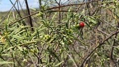 Varronia revoluta