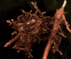 Piloderma sphaerosporum