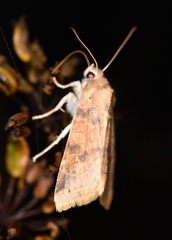 Xanthia ocellaris