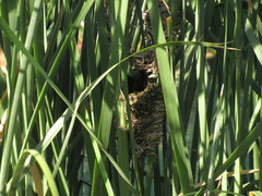 Phleocryptes melanops