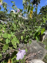Ipomoea carnea