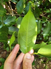 Nectandra coriacea