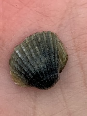 Cerastoderma glaucum