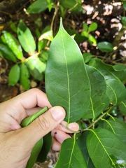 Nectandra coriacea