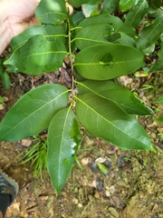 Nectandra coriacea