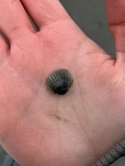 Cerastoderma glaucum