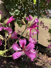 Bauhinia divaricata