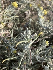 Helichrysum stoechas