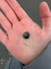 Cerastoderma glaucum