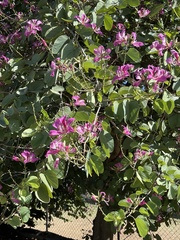 Bauhinia divaricata