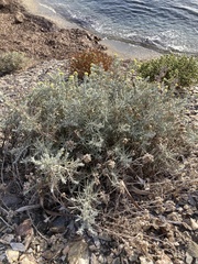 Helichrysum stoechas
