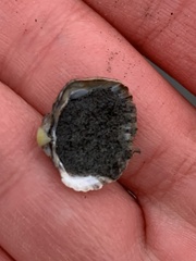 Cerastoderma glaucum