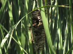 Phleocryptes melanops