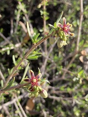 Periploca laevigata