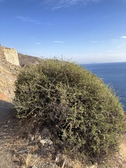 Periploca laevigata