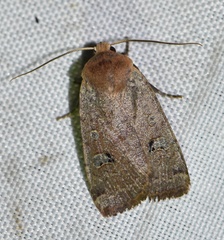 Conistra erythrocephala