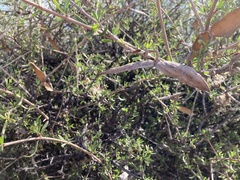 Periploca laevigata