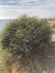Periploca laevigata
