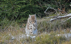 Lynx lynx