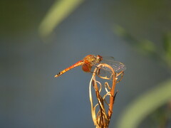 Erythrodiplax corallina