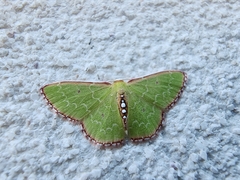 Nemoria lixaria