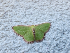 Nemoria lixaria