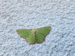 Nemoria lixaria