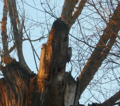Dendrocopos syriacus