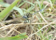 Orthetrum icteromelas